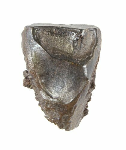 Triceratops Shed Tooth - Montana #50928